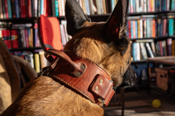 Leather flat collar - Image 7