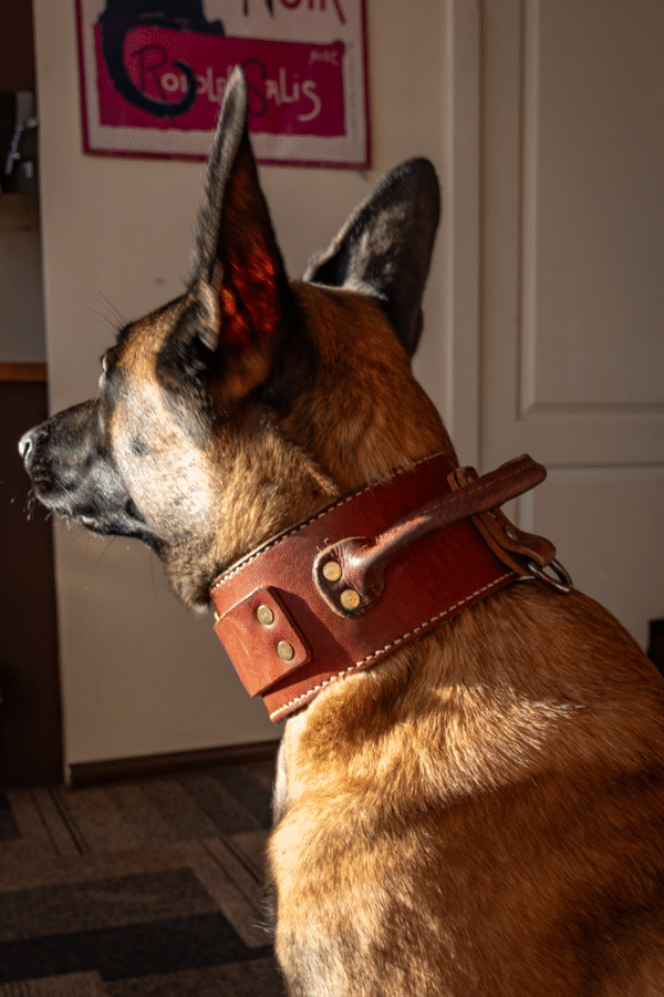Leather flat collar - Image 6