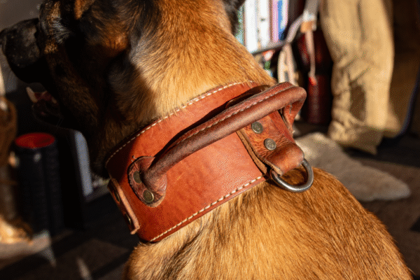 Leather flat collar - Image 5