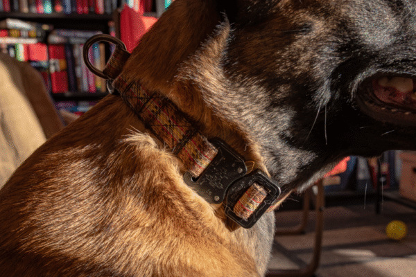 Strong slip collar with quick release Cobra buckle - Image 2