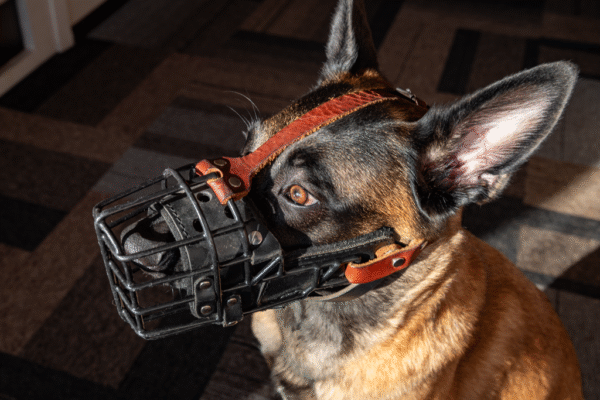 Soft leather muzzle straps