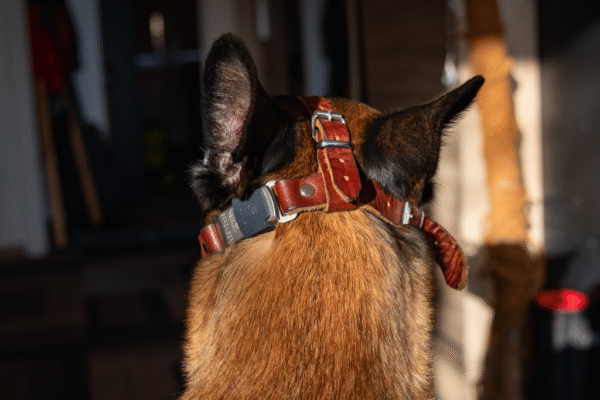 Soft leather muzzle straps - Image 2